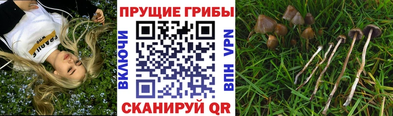 MEGA ССЫЛКА купить наркотики сайты Очёр Псилоцибиновые грибы мицелий